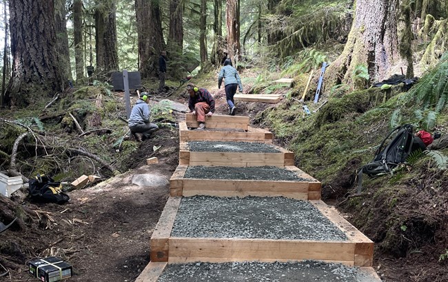 NPS trail crewmembers install new puncheon stairs at the start of the Sol Duc Falls Trail.