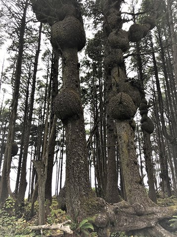Many near-spherical bulges growing on trees known as spruce burls.
