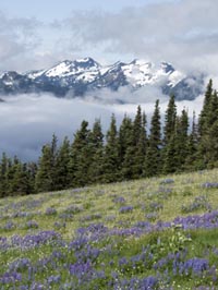 Tire Places Open On Sunday >> Visiting Hurricane Ridge - Olympic National Park (U.S. National Park Service) Tire Places Open On Sunday >> Visiting Hurricane Ridge - Olympic National Park (U.S. National Park Service)