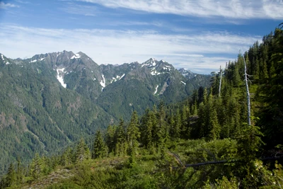 A view of mountains from the side of a forested slope.