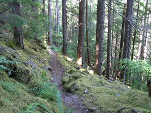 An unpaved dirt path in a forest.