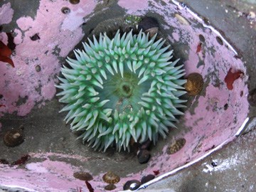 Green Sea Anemone, Photographer Shawn Sheltren