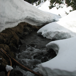 A creek flowing out from under deep snowbanks.