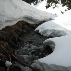 Lower Bridge Creek in June