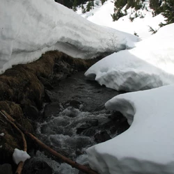 A creek flowing out from under deep snowbanks.