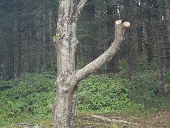A tree that was hacked by campers for firewood