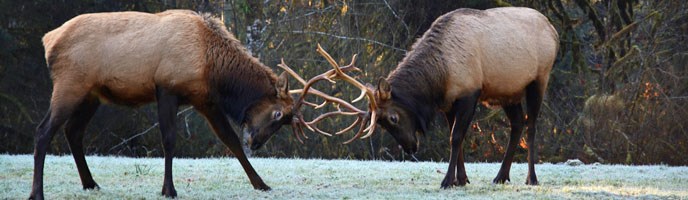 Two bull elk lock antlers during the rut.