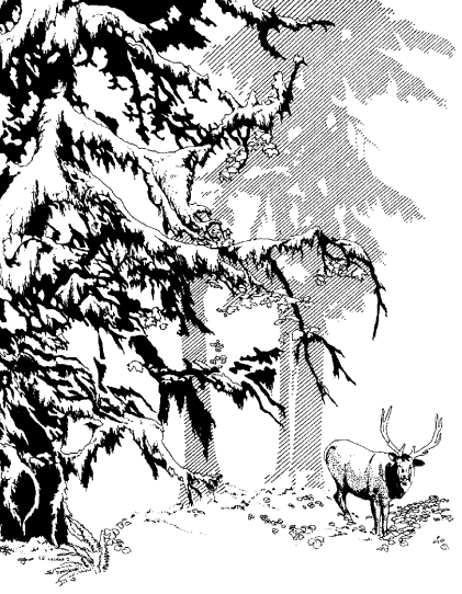 A drawing of a bull elk with antlers and large evergreen trees.