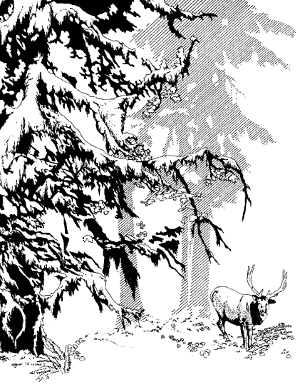 A drawing of a bull elk with antlers and large evergreen trees.
