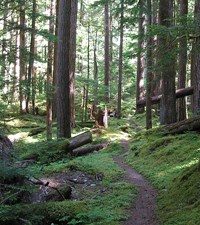 A narrow dirt trail ascends up a gradual slope in the forest. Low, mossy growth borders each side of the trail. There are a few downed trees that once blocked the trail but have since been sawed to remove the obstruction.