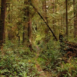 Forest along the Ericson's Bay Primitive Trail. The undergrowth extends over the trail, obscuring it. Many small evergreen trees grow on each side of the trail, giving the forest a very crowded feel.