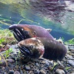 Coho salmon in river.