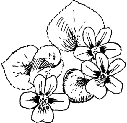 A drawing of of three flowers, each with five petals, and broad, heart-shaped leaves.