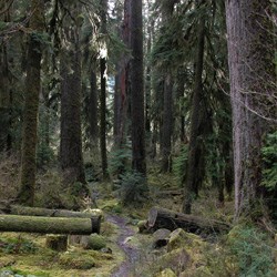 The Hoh River Trail