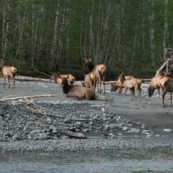 Roosevelt Elk in the Hoh River Valley