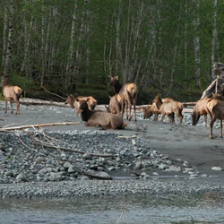 Roosevelt Elk beside the Hoh River.