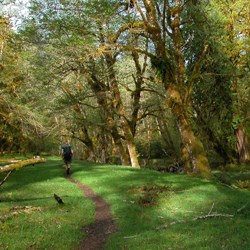 A backpacker hikes the Hoh River trail through a maple glade in the Hoh rainforest.