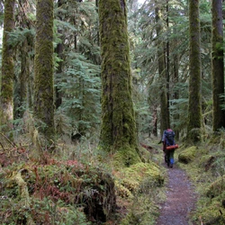 Backpackers amongst large old-growth trees in the Hoh Rainforest.
