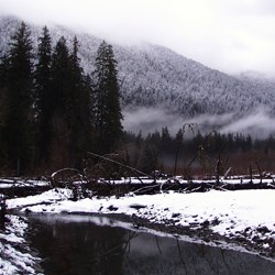 Hoh River Trail to Blue Glacier — Washington Trails Association