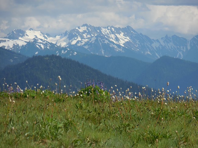 A high meadow, with snow-capped mountains in the distant background.
