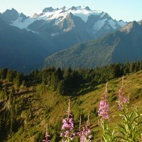 A meadow with wildflowers in the foreground, a glaciated mountain in the background.