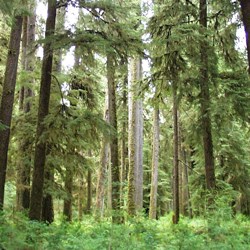 A snapshot of the middle layer of forest in the North Fork Sol Duc Valley. The tops of brushy, green plants rise from the understory. Tall tree trunks rise from the understory. The canopy is out of the frame of this picture.