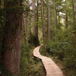 A section of boardwalk trail through thick growth in the forest.