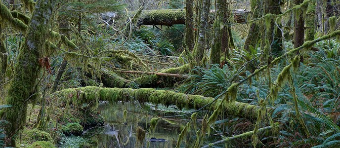 Ferns and fallen trees frame a stream in the rain forest.