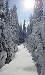 Snow covered trees