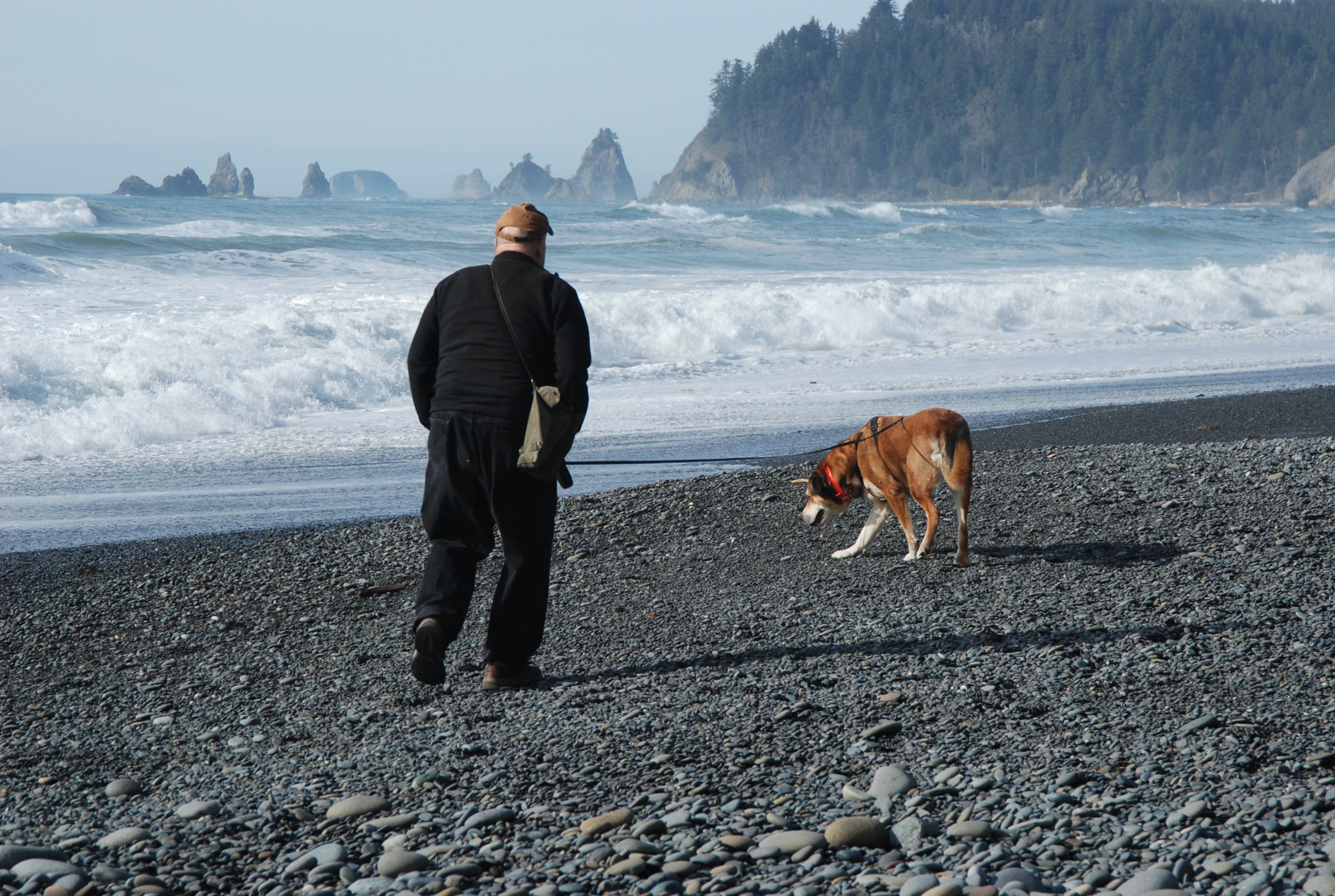 Dog friendly trails olympic national park store
