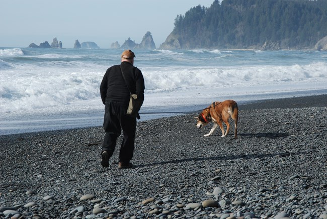Visitor walking leashed dog on beach