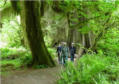 people walking on trail through rain forest