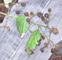 Spreading blackberry seeds