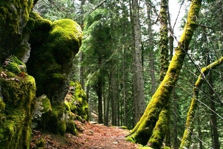 View of the trail and mossy cliffs of Cliff Nature Trail