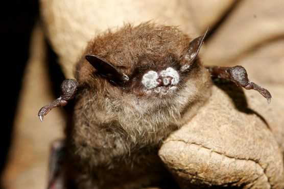A close-up image of a bat with visible white fungal growth on its nose, a clear indication of white-nose syndrome, held by a gloved hand.