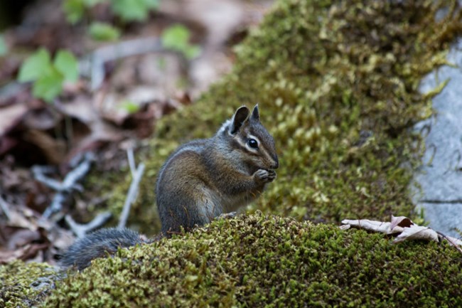 A Siskiyou chipmunk eating a nut on a mossy patch of marble.