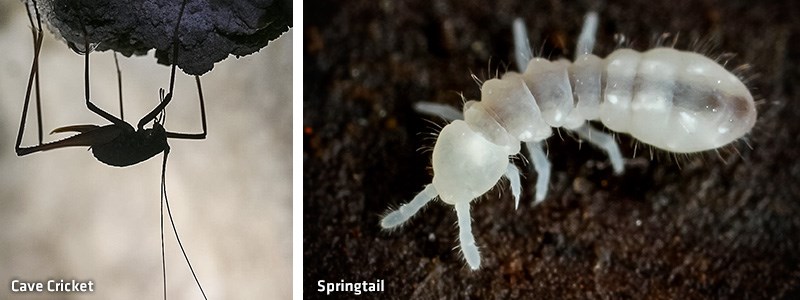 Cave-Cricket-Springtail