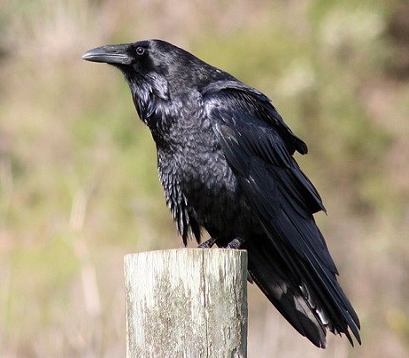 Raven