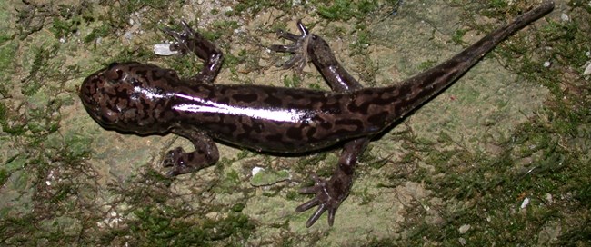 upclose picture of pacific giant salamander