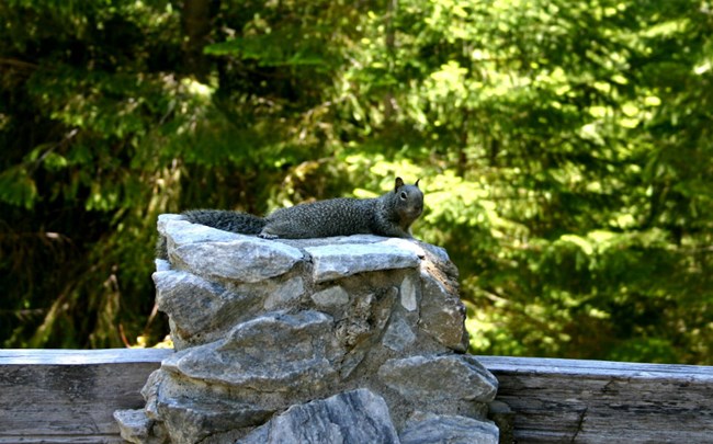 California Ground Squirrel California ground squirrel lounging on a stone pillar of a fence.