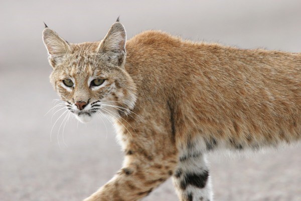 adult bobcat