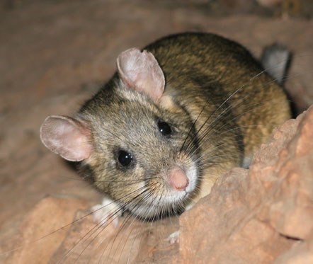 Bushy tailed wood rat hiding behind some rocks.