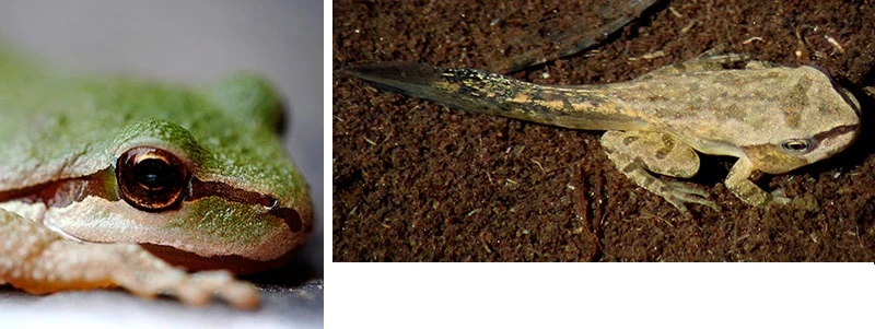 Pacific Tree Frog Adult vs. Juvenile Pacific Tree Frog