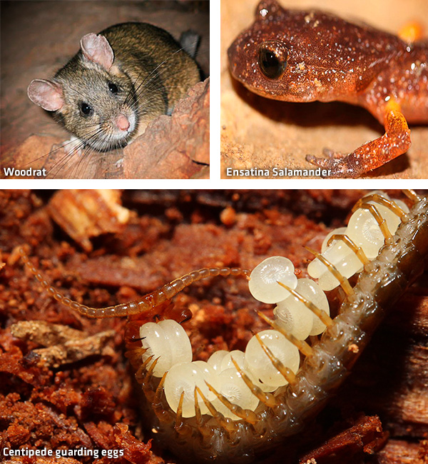 picture of diverse wildlife picture of diverse wildlife