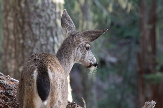 Columbian blacktail deer eating moss