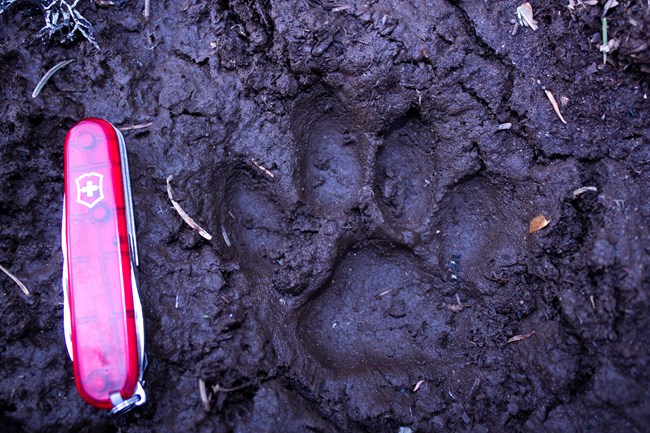 Cougar track found on the Limestone Trail