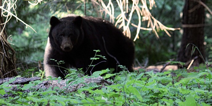 Black Bear on the Big Tree Trail Black Bear on the Big Tree Trail