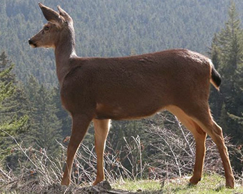 Deer in Oregon Caves National Preserve Deer in Oregon Caves National Preserve