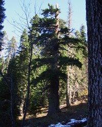 View of the Big Tree on the Big Tree Trail. View of the Big Tree on the Big Tree Trail.