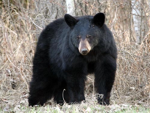 A large black bear standing in a forested area, with dense shrubs and trees in the background. The bear's black fur and long ears are clearly visible, characteristic of the American black bear.